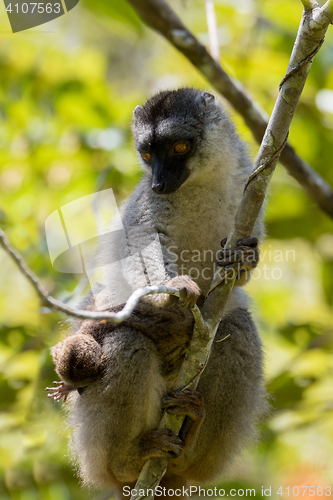 Image of Common brown lemur with baby on back