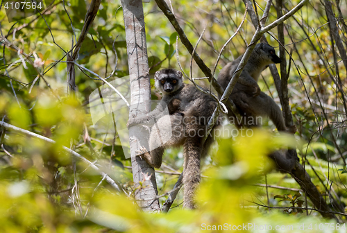 Image of Common brown lemur with baby on back