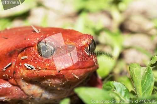Image of big red Tomato frogs, Dyscophus antongilii