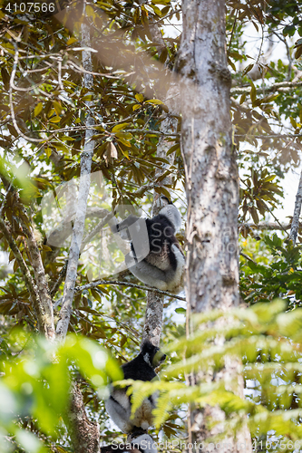 Image of Black and white Lemur Indri on tree