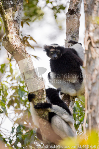 Image of Black and white Lemur Indri on tree