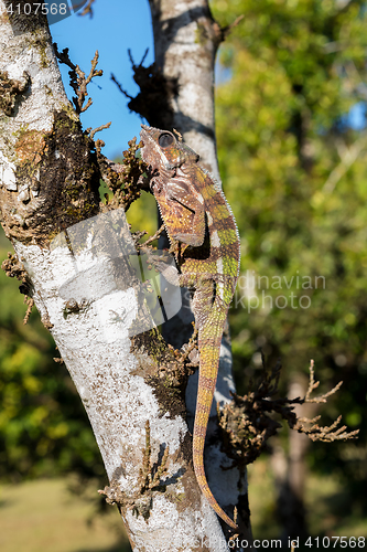 Image of panther chameleon (Furcifer pardalis)