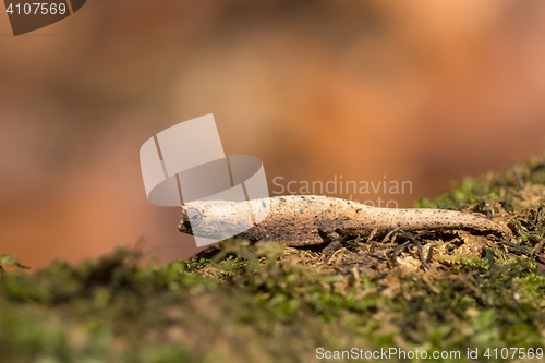 Image of tiny chameleon Brookesia micra (Brookesia minima)