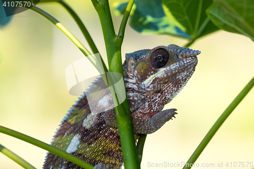 Image of panther chameleon (Furcifer pardalis)