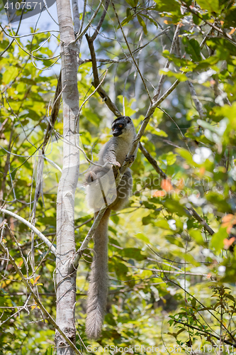 Image of Common brown lemur in top of tree