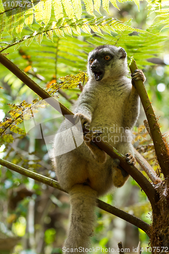 Image of Common brown lemur in top of tree