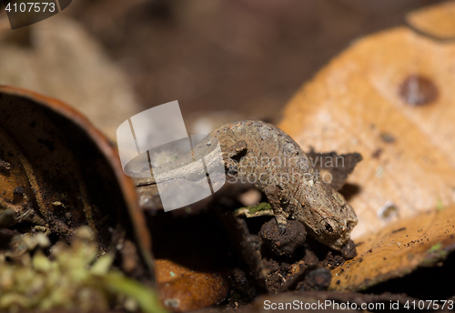 Image of tiny chameleon Brookesia micra (Brookesia minima)