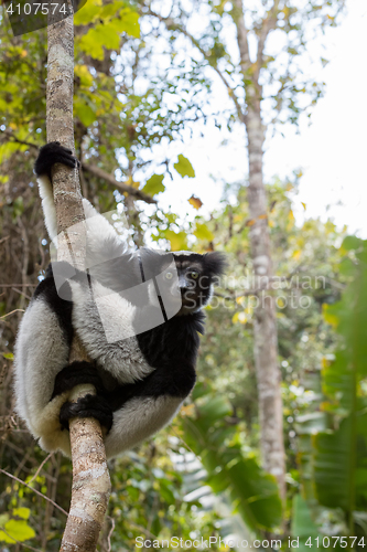 Image of Black and white Lemur Indri on tree