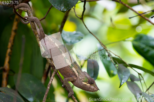 Image of panther chameleon (Furcifer pardalis)