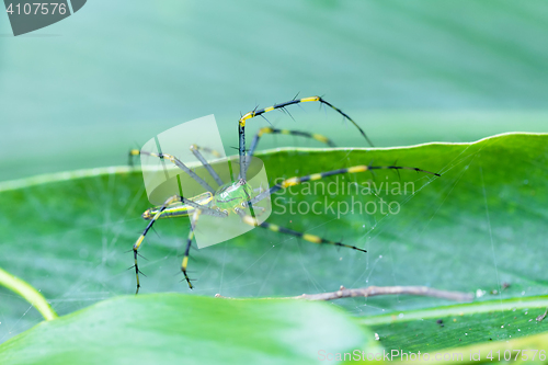 Image of Malagasy green lynx spider (Peucetia madagascariensis)