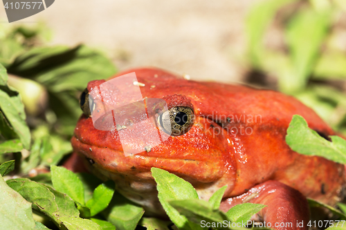 Image of big red Tomato frogs, Dyscophus antongilii