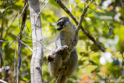 Image of Common brown lemur with baby on back