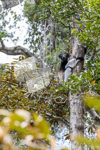 Image of Black and white Lemur Indri on tree