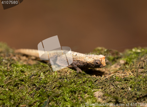 Image of tiny chameleon Brookesia micra (Brookesia minima)