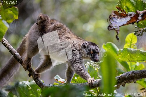 Image of Common brown lemur with baby on back