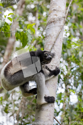 Image of Black and white Lemur Indri on tree