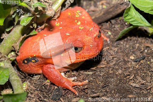 Image of big red Tomato frogs, Dyscophus antongilii