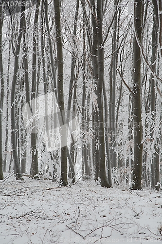 Image of Winter forest