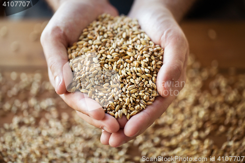 Image of male farmers hands holding malt or cereal grains