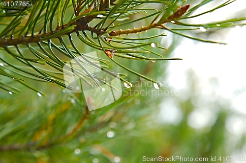 Image of Pine Tree Wet Rainy Detail