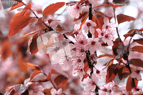 Image of cherries flowers background