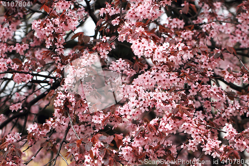 Image of cherries flowers background