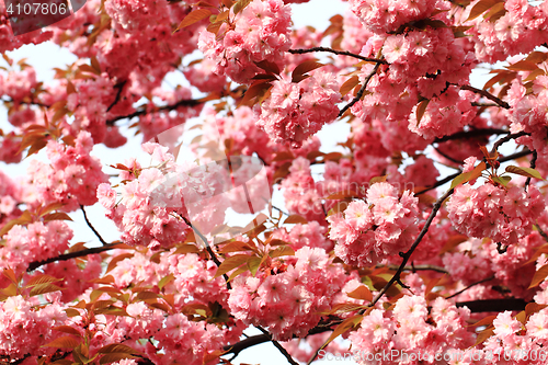 Image of cherries flowers background