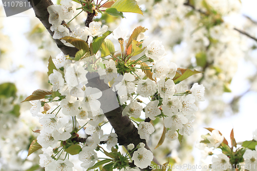 Image of cherries flowers background