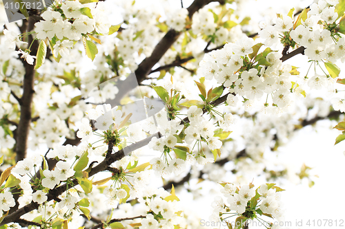 Image of cherries flowers background