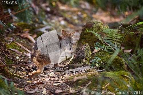 Image of Small Wallaby In The Forest