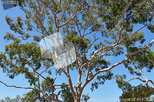 Image of Leaves of a treetop