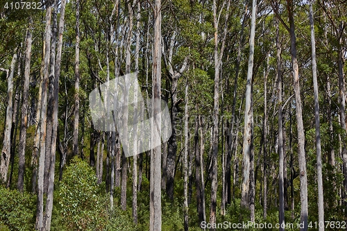 Image of Forest in summer