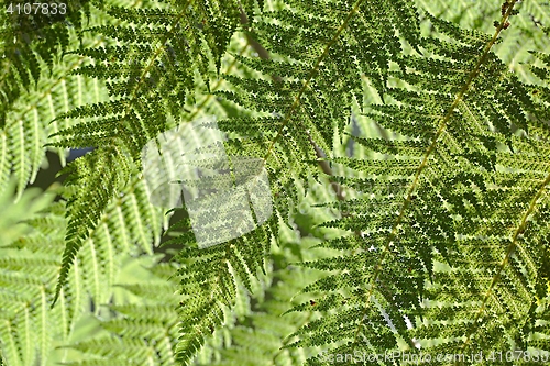 Image of Fern leaves background