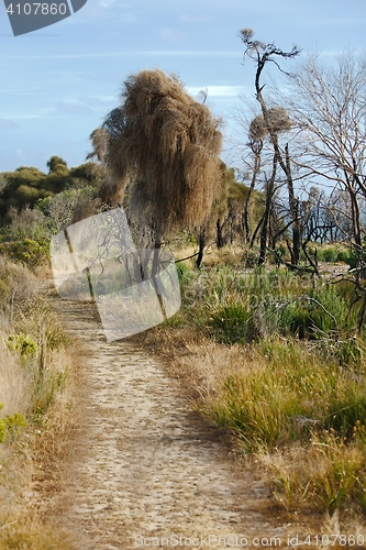 Image of Fields of Australian wild landscape