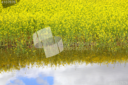Image of Canola and water reflections