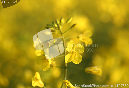 Image of Golden Canola