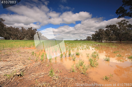 Image of Flooded crops in Central West NSW