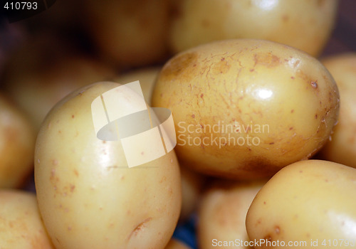 Image of Fresh New Potatoes