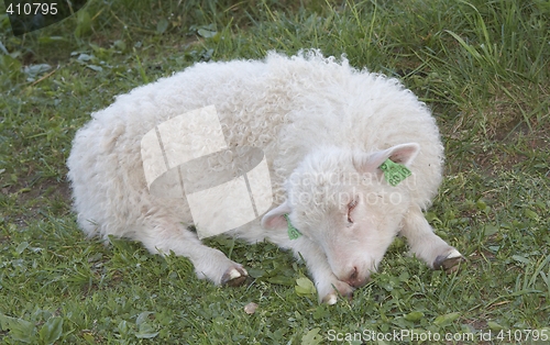 Image of Sleeping lamb