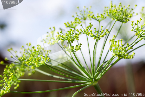 Image of green umbrella dill