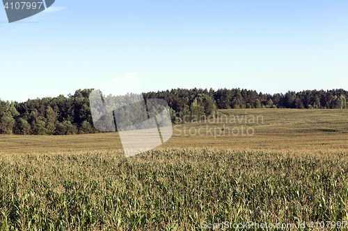 Image of Green corn field