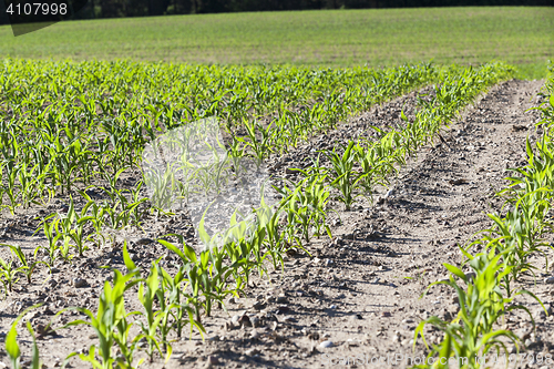 Image of agricultural field with corn