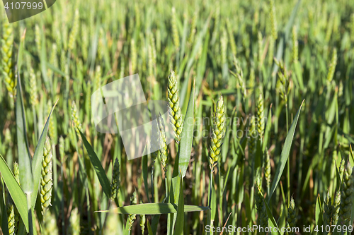 Image of Field with cereal