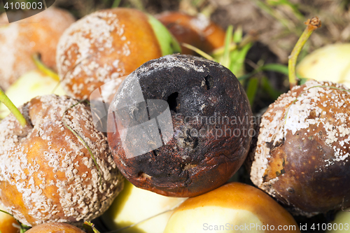 Image of spoiled apples, close-up