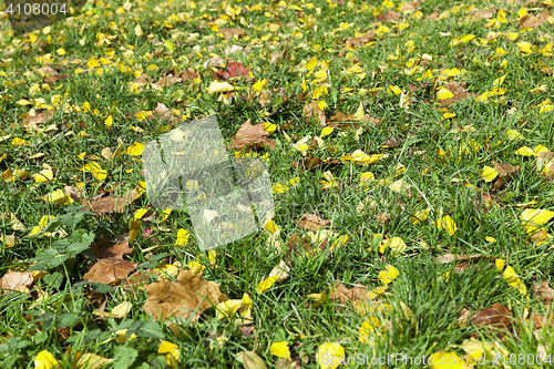 Image of autumn in the park