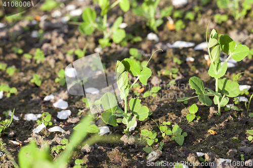 Image of young green peas