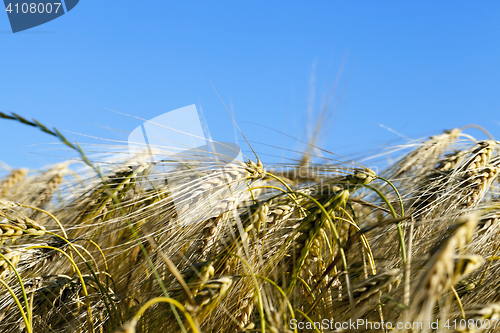 Image of ripe yellow cereals