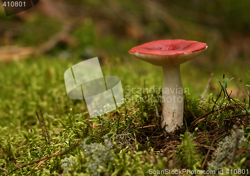 Image of Mushroom