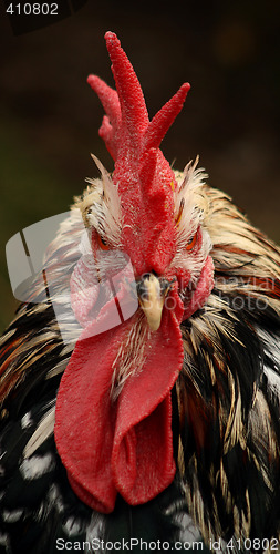 Image of Cock