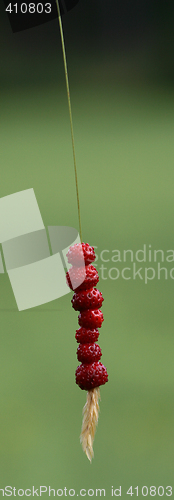 Image of Wild strawberry